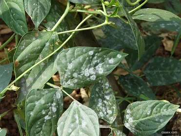 豇豆种植技术相关推荐_豇豆种植技巧_豇豆种植技术与管理