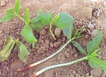 豇豆种植技巧_豇豆种植技术与管理_豇豆种植技术相关推荐