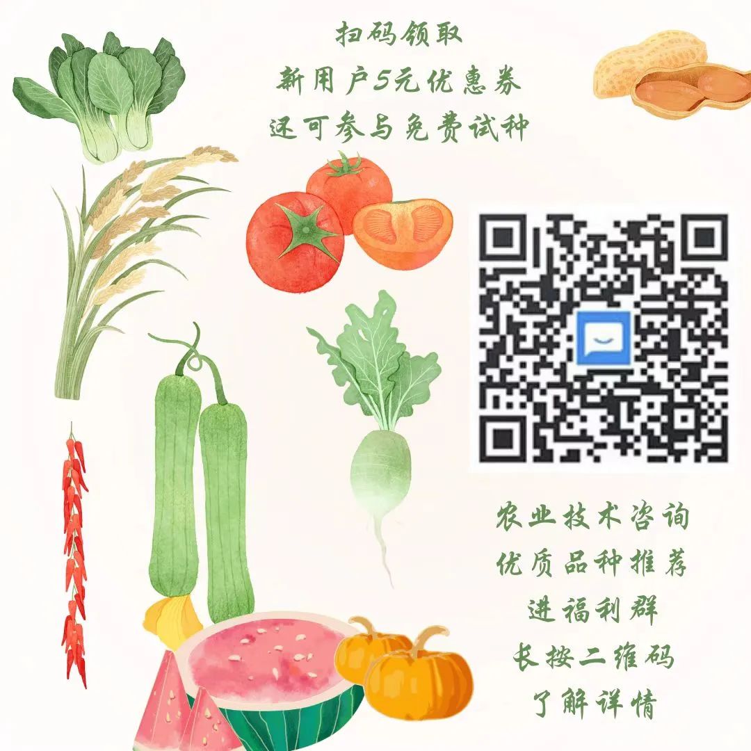 草莓番茄怎么种？学会这几个科学的方法，你也能种出高产的草莓番茄！