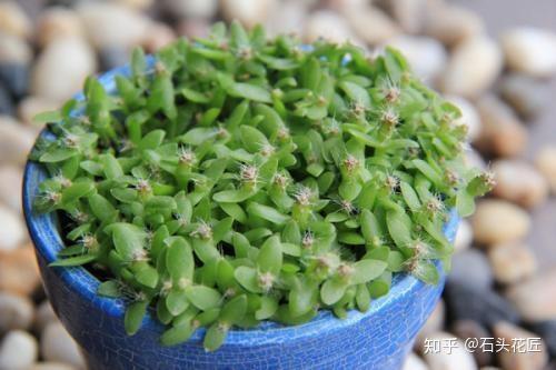 盆景种植致富方法_盆栽致富_致富种植盆景方法图解