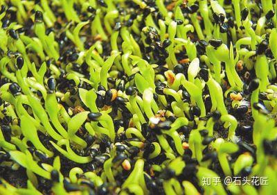 盆景种植致富方法_致富种植盆景方法图解_盆栽致富