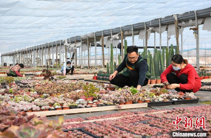 12月15日，刘洋和工人在”多肉种植大棚“打理多肉苗。　韩苏原 摄
