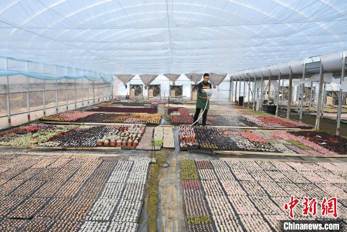 12月15日，刘洋在”多肉种植大棚“给多肉植物浇水。　韩苏原 摄