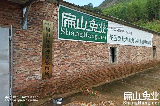福建龙岩漳平大量豚鼠回收漳州泉州宁德黑豚养殖有销路-扁山兔业