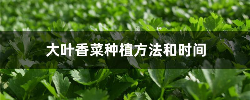 大叶香菜种植方法和时间