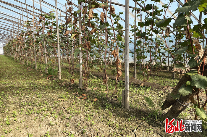 河北饶阳：设施葡萄种出甜蜜生活