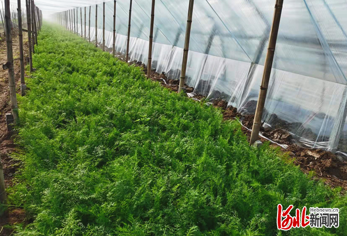 致富种植茴香图片_茴香种植收益_种植茴香致富