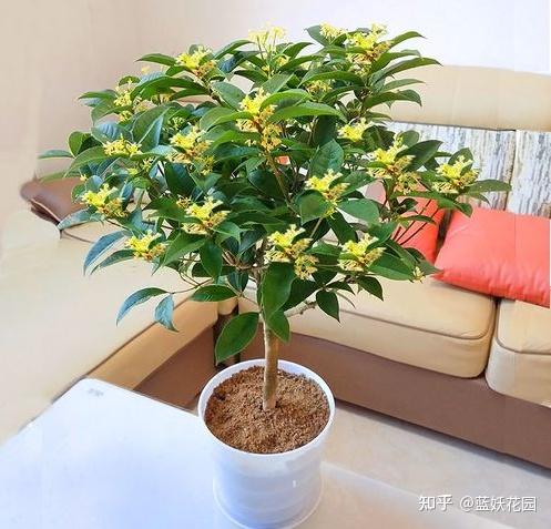 致富种植盆景方法有哪些_盆景种植致富方法_致富种植盆景方法视频