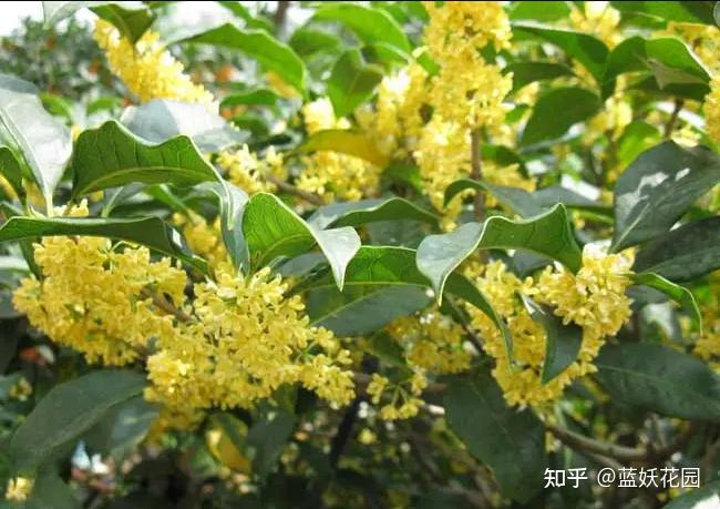 致富种植盆景方法有哪些_致富种植盆景方法视频_盆景种植致富方法