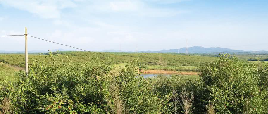 野茶油树种植技术_种茶油树视频_野生茶树油的作用
