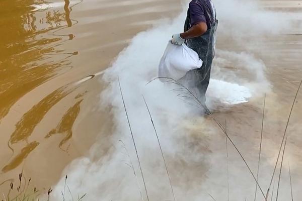 淡水虾的种类，日本沼虾、罗氏沼虾等为主要养殖品种