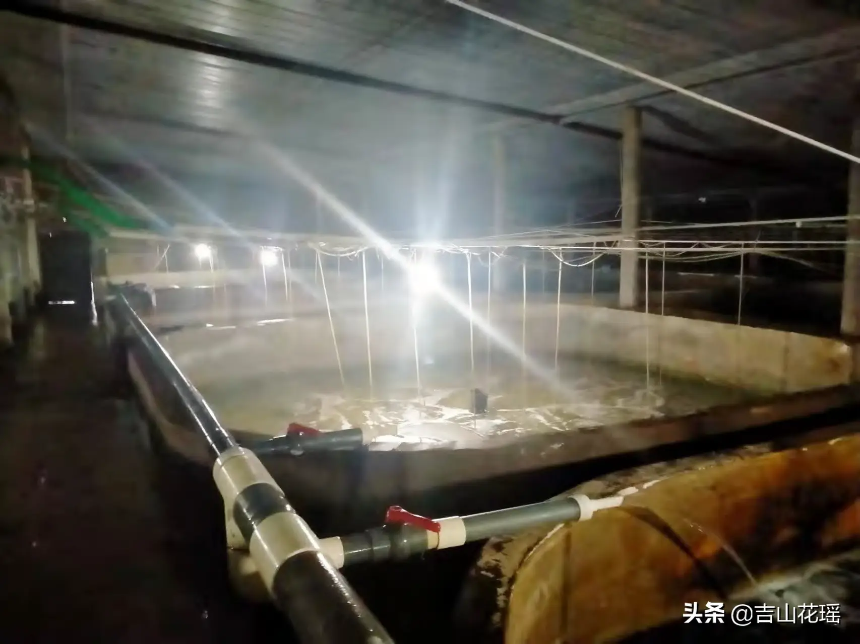 许氏平鲉工厂化养殖技术