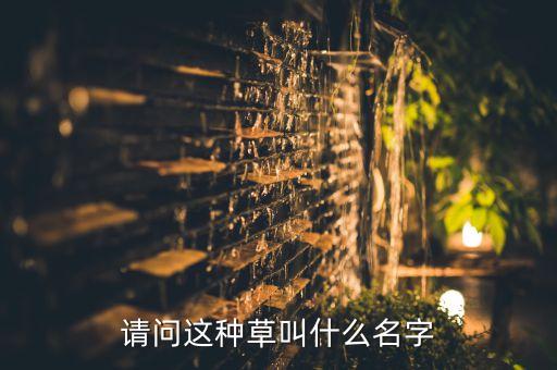 请问这种草叫什么名字
