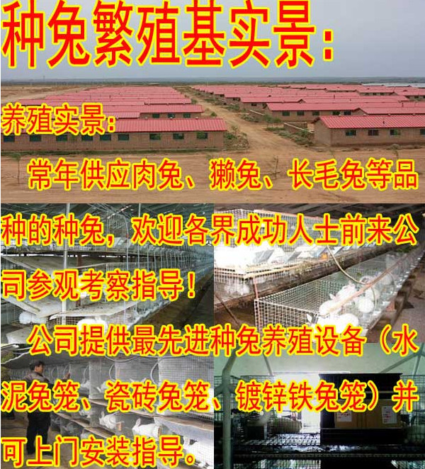 邵阳市哪里有卖兔子的地方