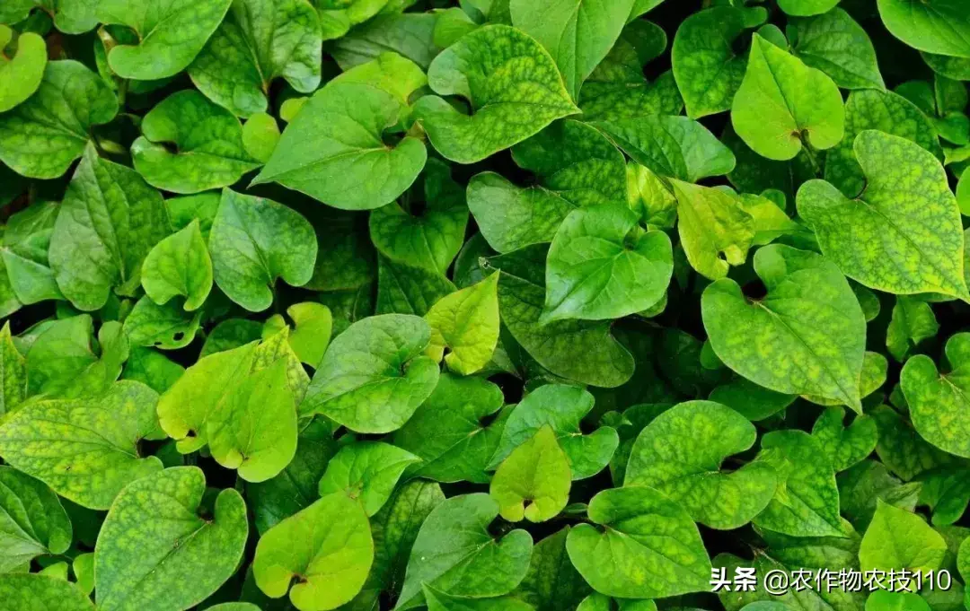 CCTV7致富经鱼腥草视频_鱼腥草的视频_致富经鱼腥草种植视频