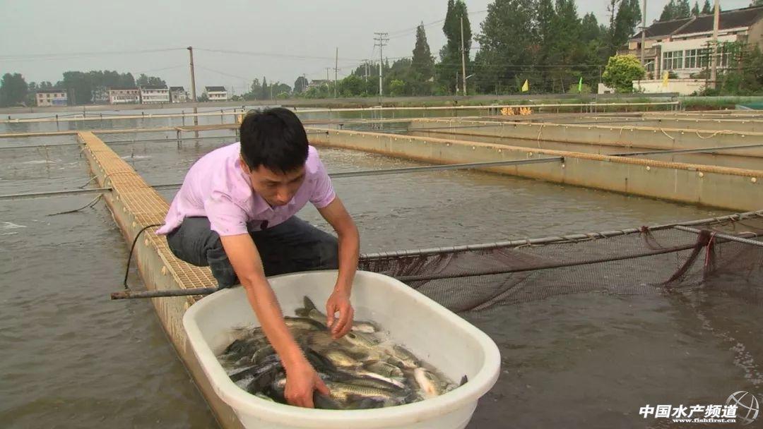 农业养殖致富项目水产_水中养殖致富项目_致富养殖好项目