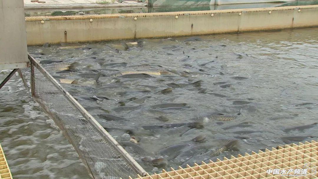 水中养殖致富项目_农业养殖致富项目水产_致富养殖好项目