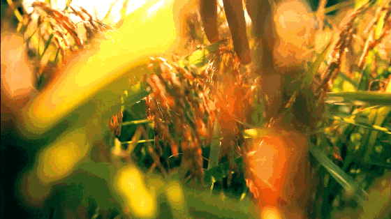 大米种植技术_大米种植技术规程内容_大米种植技术专利有哪些