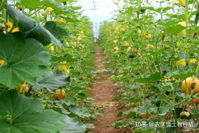 冬瓜高产种植技术视频_冬瓜种植高产技术_致富经种植冬瓜