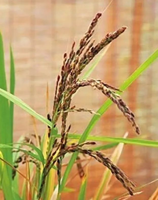 大米种植技术落后问题_大米种植技术和方法_大米种植技术