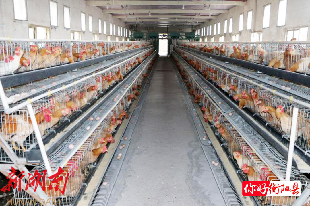 小橙子和鸡哥灰哥起床_致富经广元灰鸡图片_广元上西坝鸡店