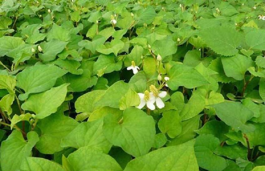 只在农村有的“野草”，人工栽培效益高，一次种植能收获多年
