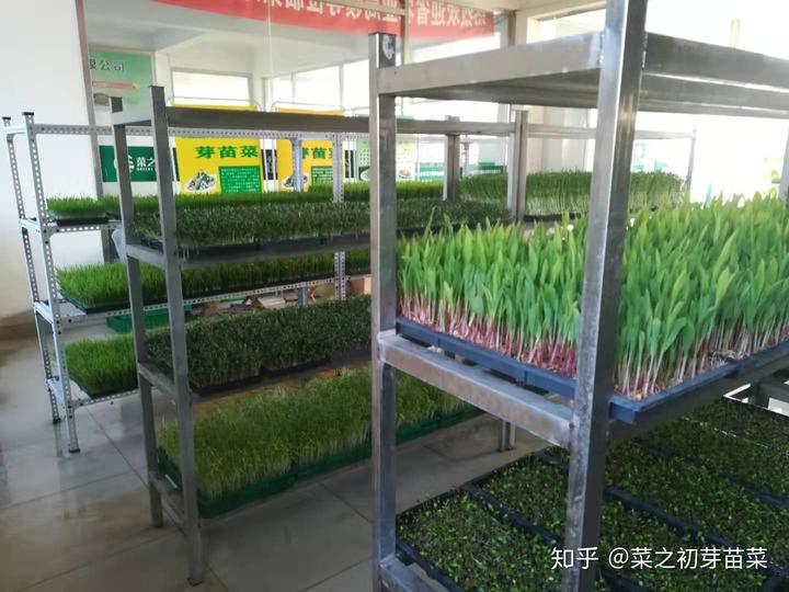 薯尖种植视频_薯尖的种植技术_尖薯种植技术要点