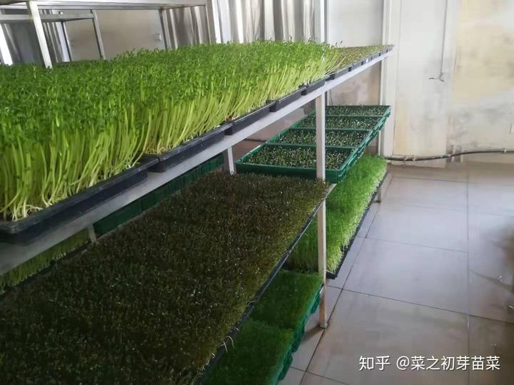 薯尖种植视频_薯尖的种植技术_尖薯种植技术要点