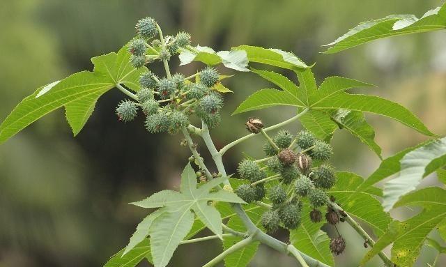 致富经蓖麻种植_蓖麻收益_致富经蓖麻