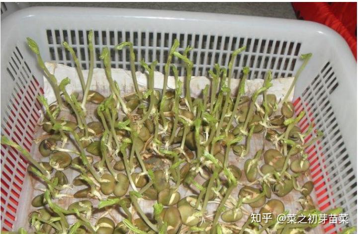 菜之初蚕豆芽苗菜的种植方法