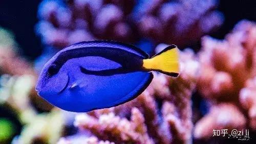 海水鱼养殖技术视频_海水观赏鱼养殖视频_海水视频养殖鱼技术教程