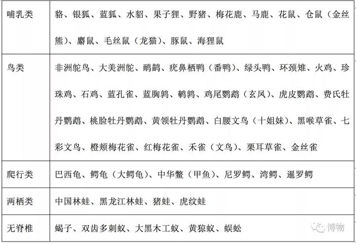 豚鼠养殖致富吗_养殖豚鼠的前景_致富养殖豚鼠视频