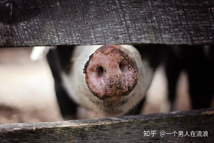 豚鼠养殖致富吗_致富养殖豚鼠怎么样_豚鼠养殖利润如何