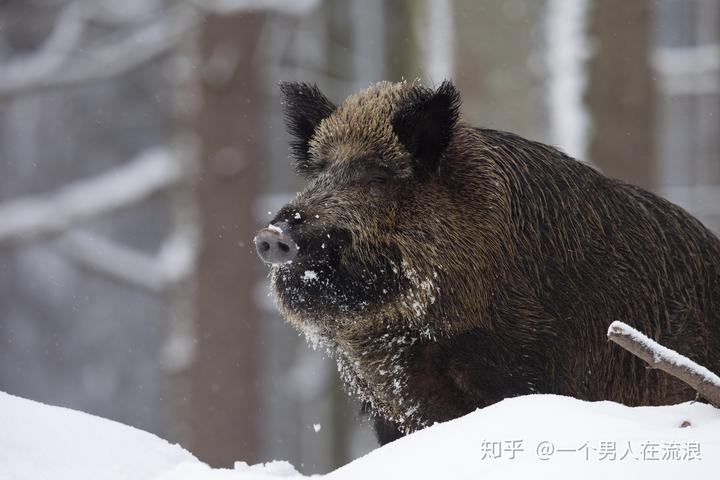 豚鼠养殖利润如何_致富养殖豚鼠怎么样_豚鼠养殖致富吗