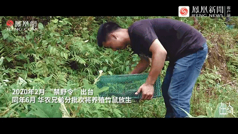 致富养殖豚鼠怎么样_致富养殖豚鼠赚钱吗_豚鼠养殖致富吗