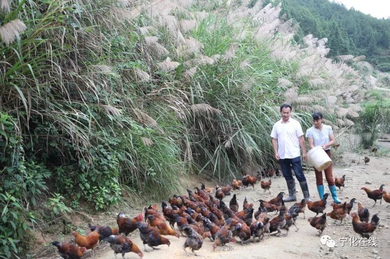 黄鼬养殖致富_致富养殖黄鼬视频_黄鼬养殖场