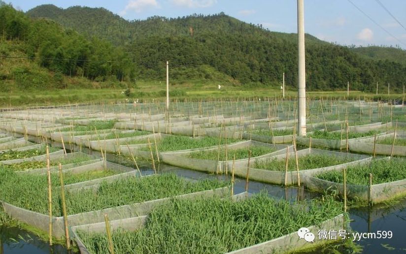 池塘黄鳝网箱养殖技术