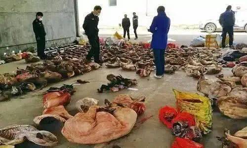 重庆致富经青蛙养殖视频_重庆致富经青蛙养殖视频_重庆致富经青蛙养殖视频
