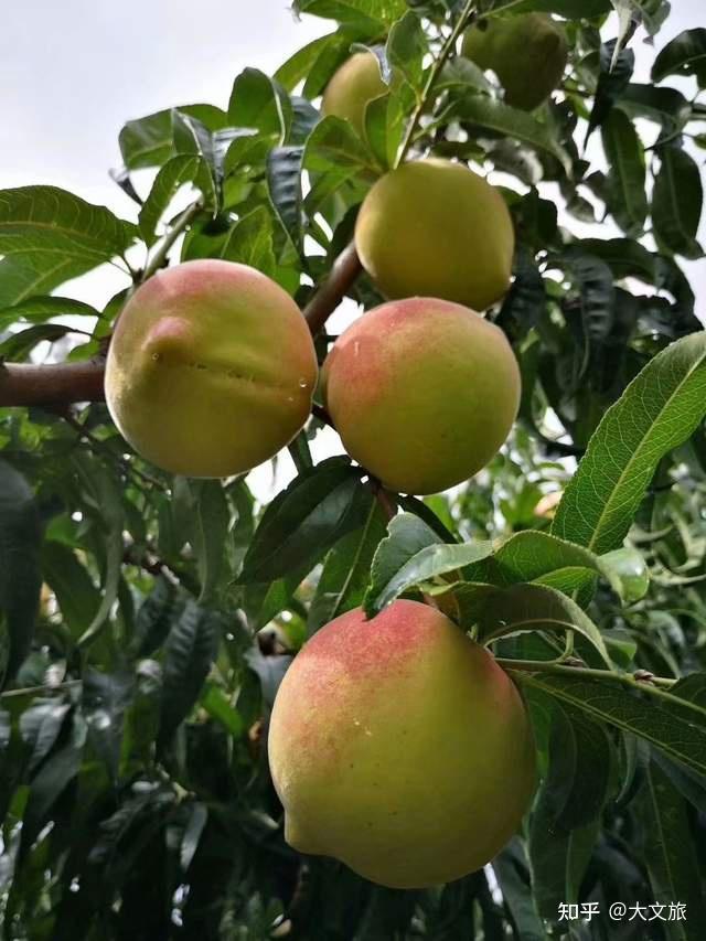 冬瓜高产种植技术视频_致富经种植冬瓜_致富冬瓜种植视频
