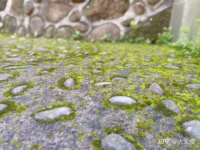 致富经种植冬瓜_冬瓜高产种植技术视频_致富冬瓜种植视频