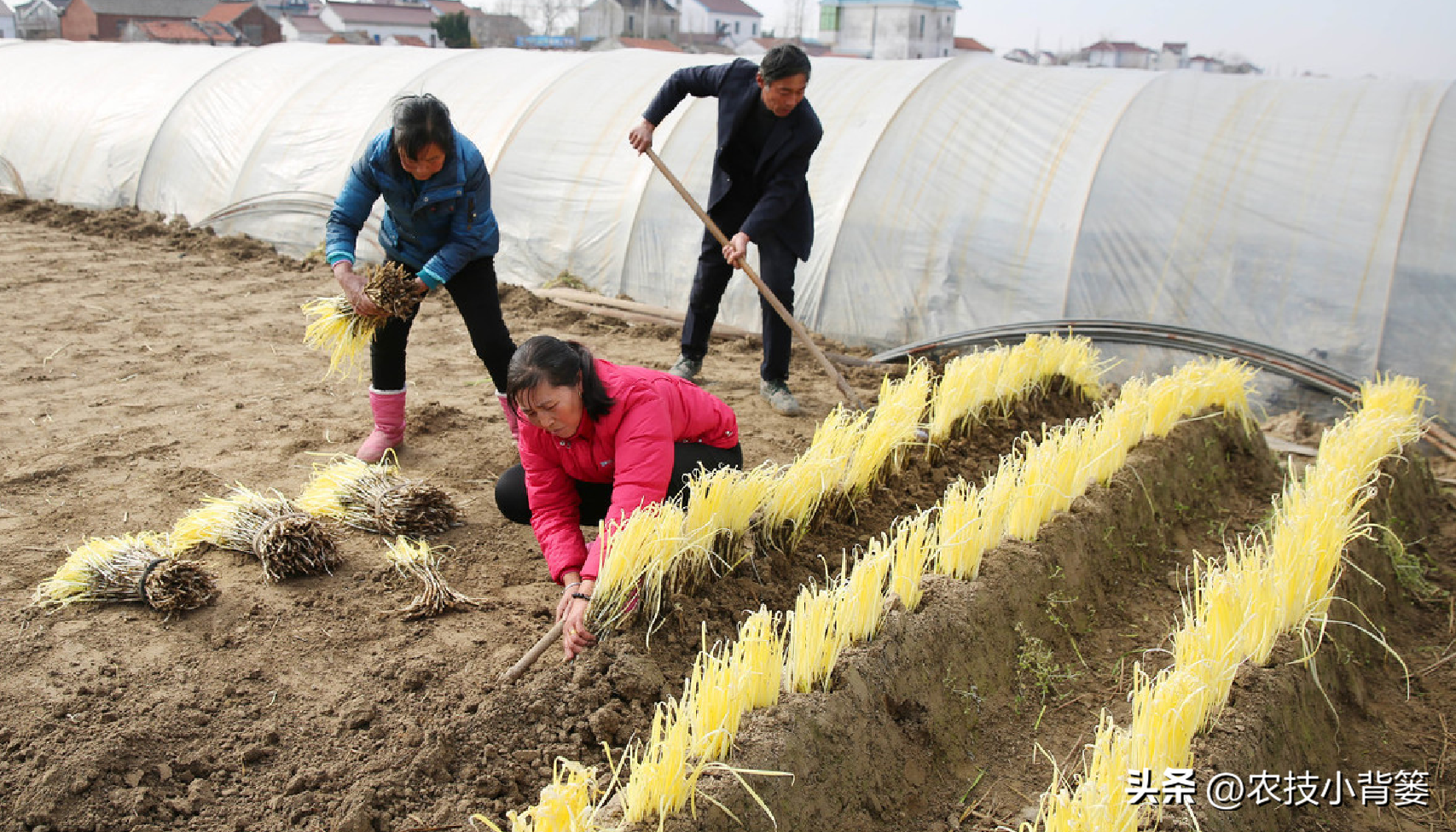 韭菜种植技术视频教程_韭菜怎样种植技术_韭菜种植技术与管理方法