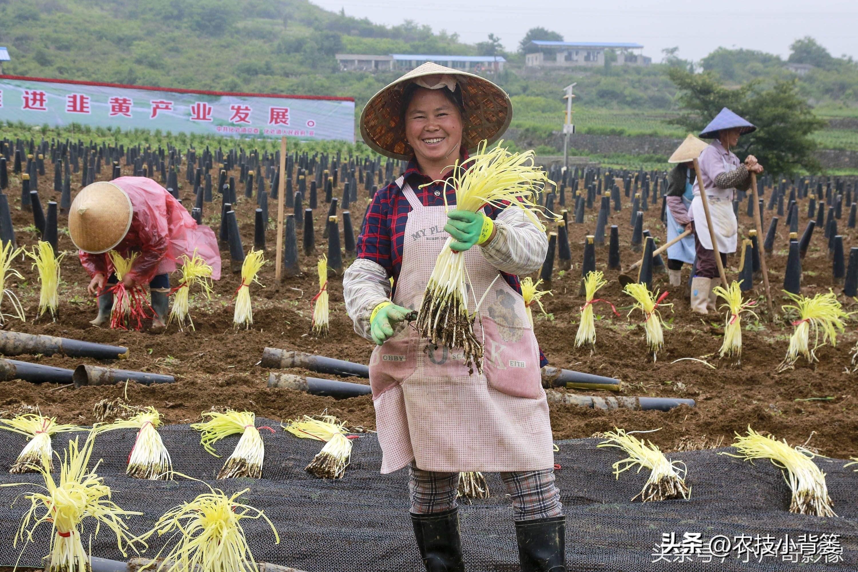 韭菜种植技术视频教程_韭菜种植技术与管理方法_韭菜怎样种植技术