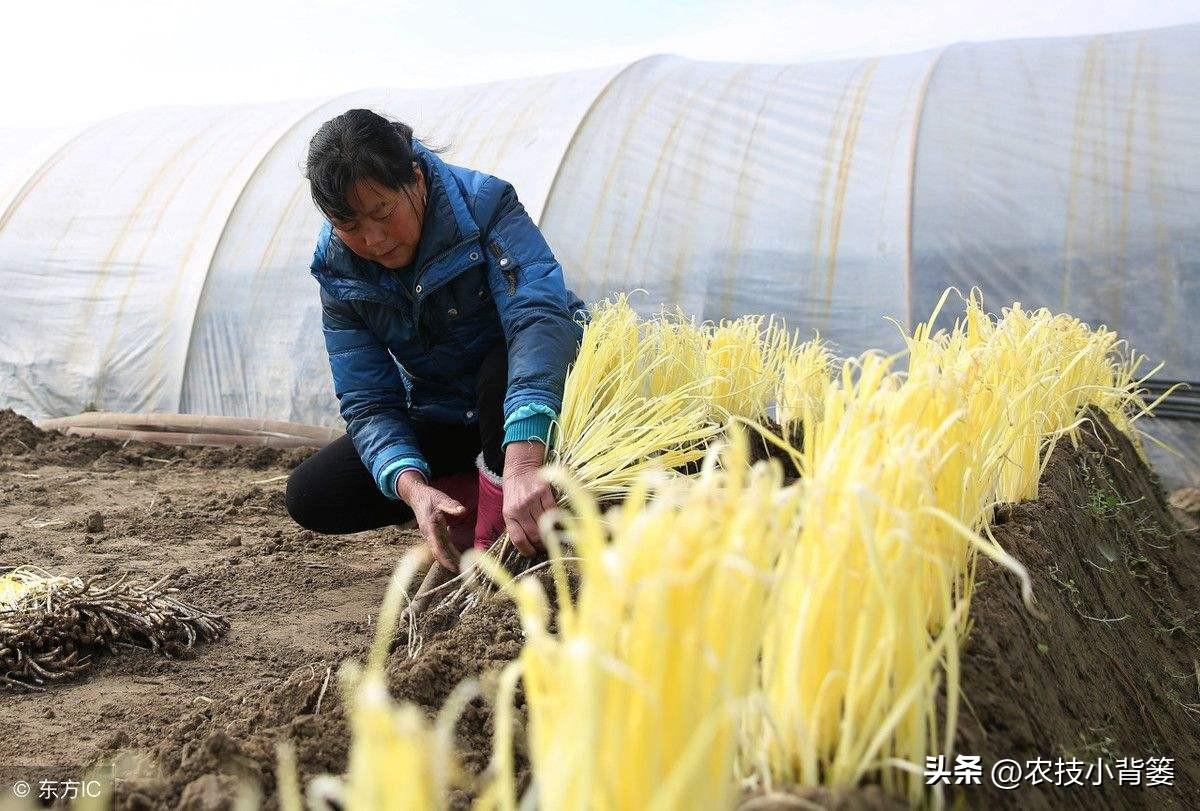 韭菜种植技术与管理方法_韭菜种植技术视频教程_韭菜怎样种植技术