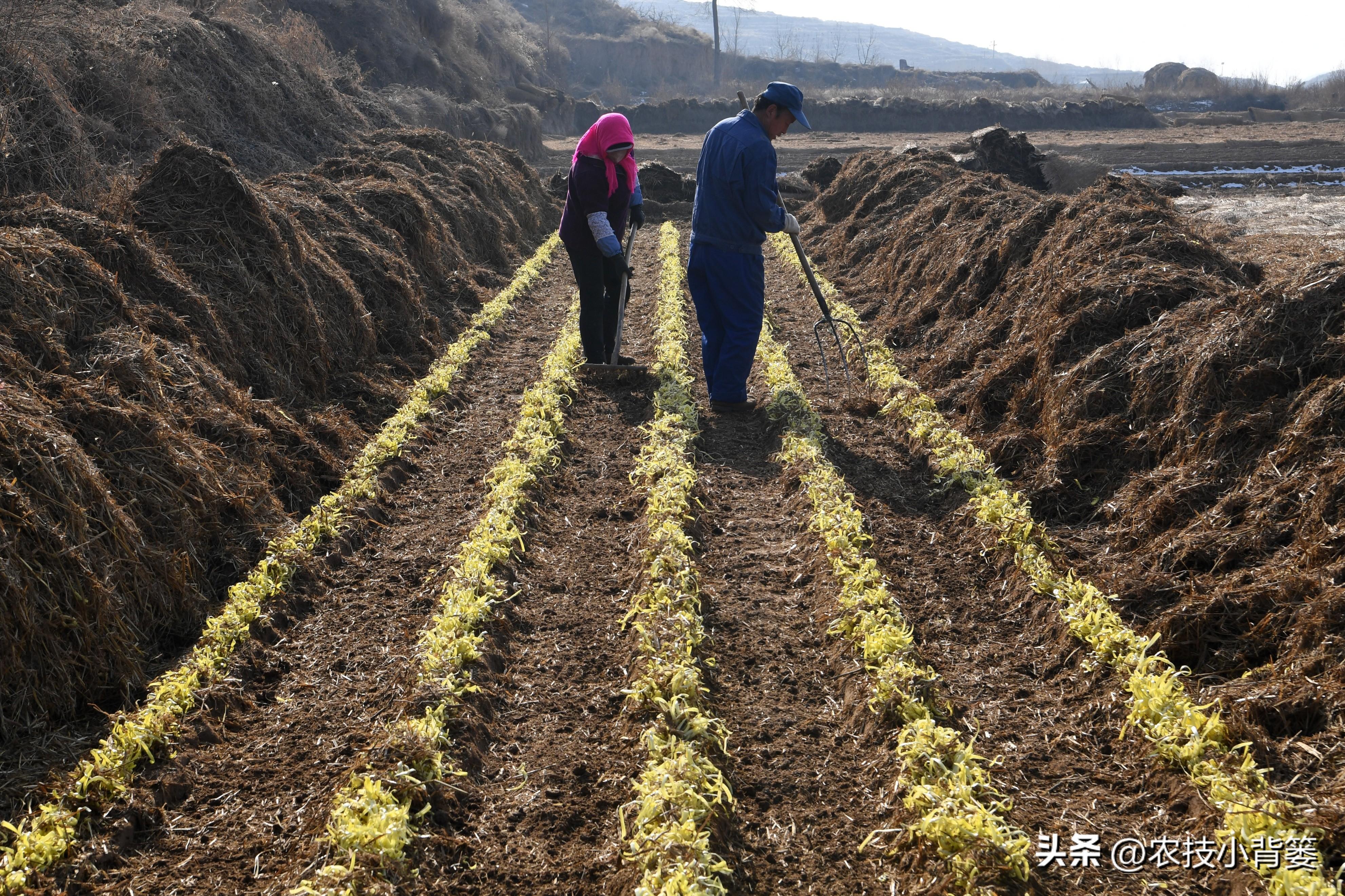 韭菜种植技术与管理方法_韭菜怎样种植技术_韭菜种植技术视频教程