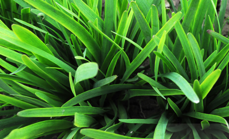 韭菜怎样种植技术_韭菜种植技术视频教程_大棚韭菜种植技术