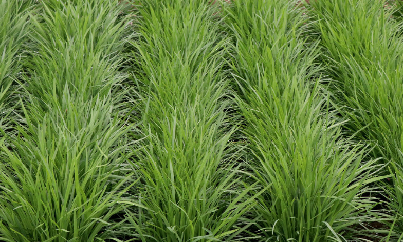 韭菜怎样种植技术_韭菜种植技术与栽培_韭菜种植技术与管理方法