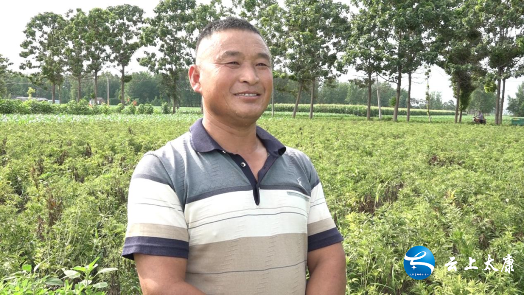 致富药材种植_致富中药种植渠道是什么_中药种植致富渠道