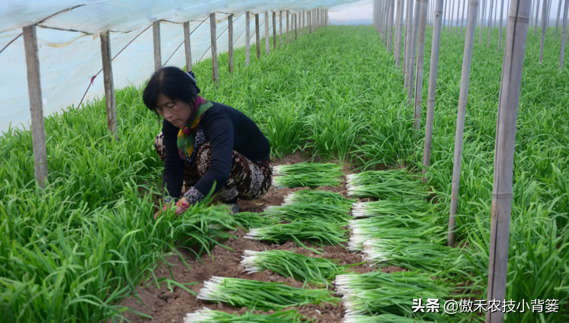 韭菜种植技术和时间_韭菜种植技术视频教程_韭菜怎样种植技术