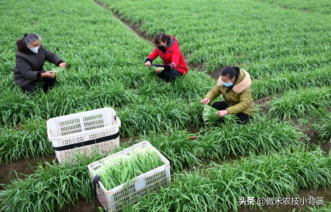 韭菜怎样种植技术_韭菜种植技术和时间_韭菜种植技术视频教程