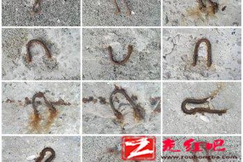 红线虫怎么杀死 杀死红线虫最好的办法